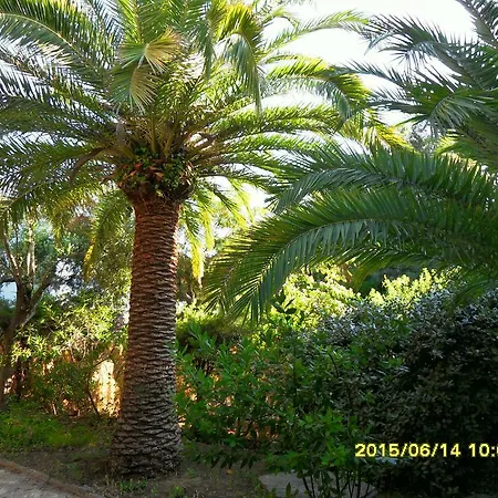 La Jacaranda Cavalaire-sur-Mer
