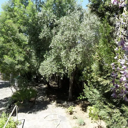La Jacaranda *
